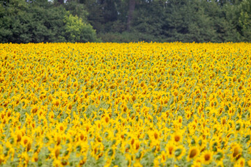 Sunflower Fields of Ukraine: Golden Beauty in Bloom