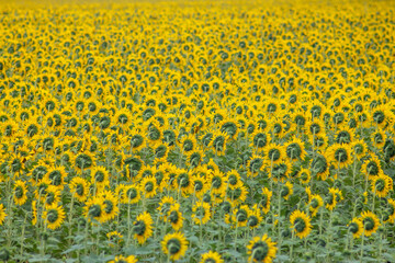 Sunflower Fields of Ukraine: Golden Beauty in Bloom