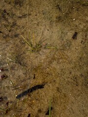 Wet lake shore, wet sand and grass