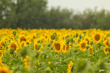 Sunflower Fields of Ukraine: Golden Beauty in Bloom