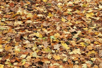Avar field autumn picture of fallen leaves, background