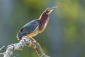 Green Heron Looking up perched on tree branch