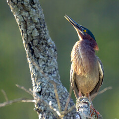 Green Heron perched on a tree branch