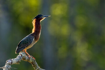 Green heron backlit against a green background