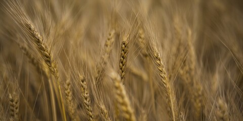 Fototapeta premium Close-up image of golden wheat stalks, ideal for capturing the essence of harvest season.