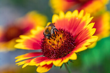 A Beautiful, Vibrant Flower with a Bee Pollinating It in Bright, Lively Colors Outdoors