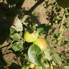 apples on the tree