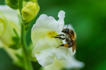 A Bee Engaged in the Process of Pollinating a White Flower Set Against a Vibrant Green Background