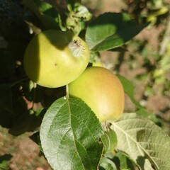 apples on a tree