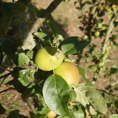 apples on a tree