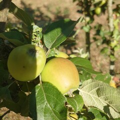 apples on a tree