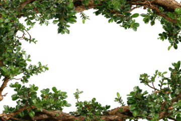 Nature frame design botanical elements photography. Isolated on transparent background, png.