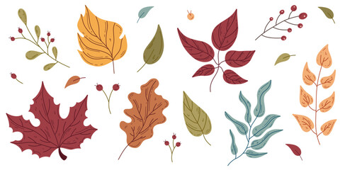 Hand drawn autumn leaves set. Doodle style vector design elements. Oak, maple leaf, berries. Isolated illustration on white background