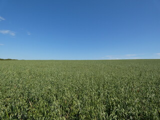 lush green oat field under a clear blue summer sky.