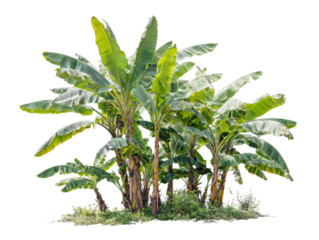 Showcasing tropical greenery close-up botanical garden photos. Isolated on transparent background, png.