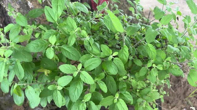 Tulsi leaves close up with blur background