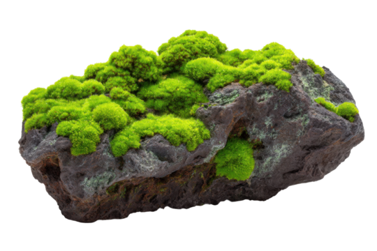Vibrant green moss growth on rock nature scene close-up view. Isolated on transparent background, png.