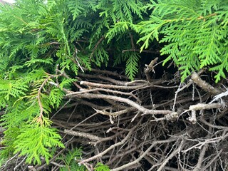 Tuja hedge that is thirsty and broken inside due to drought