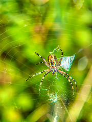 The Striped Architect: Wasp Spider in the Grass

