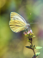 Brimstone Butterfly and the Nectar Sip

