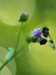 Hovering Precision: The Serene Sip of a Hoverfly

