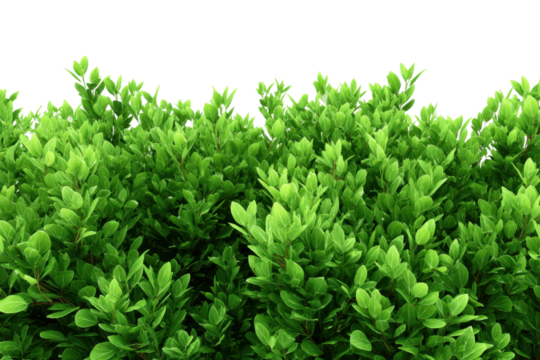 Lush greenery unveiled nature's beauty in a botanical display. Isolated on transparent background, png.