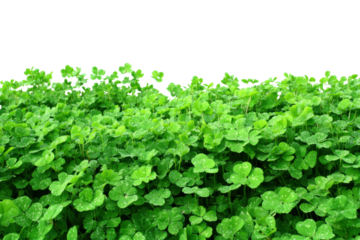 Lush green clovers nature plant life outdoor environment close-up. Isolated on transparent background, png.