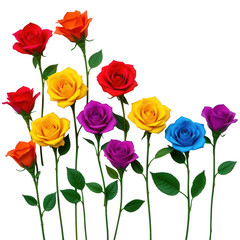 Obraz premium Colorful Roses in Bloom Against Transparent background for Floral Designs