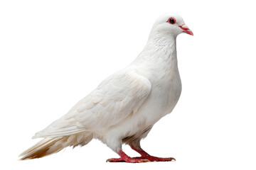 Naklejka premium Elegant white dove standing gracefully in natural light background. Isolated on transparent background, png.