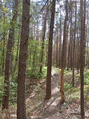 footpath in the forest