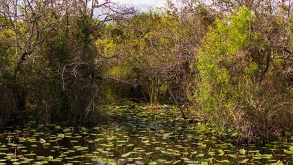 Tierwelt der Everglades