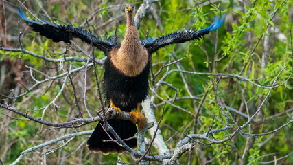 Tierwelt der Everglades