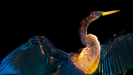 Tierwelt der Everglades