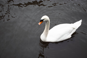 White swan with orange beak floating in the water. The swan is swimming in the canal of Amsterdam.