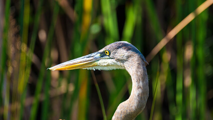 Tierwelt der Everglades