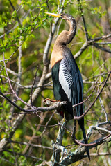 Tierwelt der Everglades