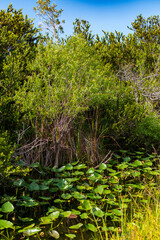 Obraz premium Tierwelt der Everglades