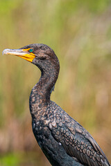 Tierwelt der Everglades