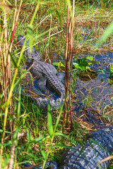Tierwelt der Everglades