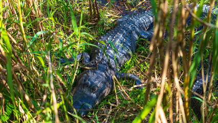 Obraz premium Tierwelt der Everglades