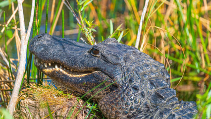 Tierwelt der Everglades