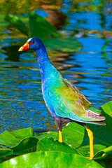 Tierwelt der Everglades