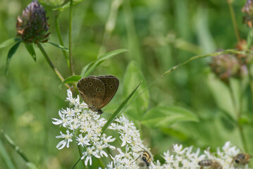 Ringlet (Aphantopus hyperantus) butterfly sitting on a white flower in Zurich, Switzerland