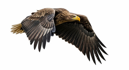 Obraz premium Majestic White-Tailed Eagle in Flight: Powerful Bird Photography