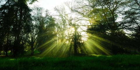Obraz premium Sunlight shining through trees in a lush forest creating a beautiful landscape scene.
