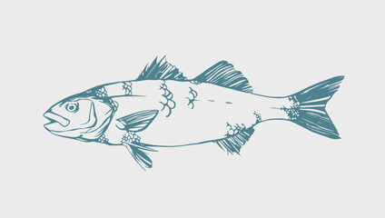European Sea Bass (Dicentrarchus labrax) Hand Drawn Fish Illustration Simple / Wolfsbarsch Sketch 