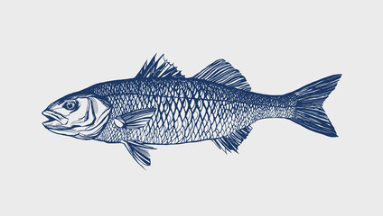 European Sea Bass (Dicentrarchus labrax) Hand Drawn Fish Illustration / Wolfsbarsch Sketch