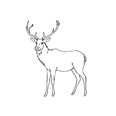 Fototapeta premium Simple line sketch of an elk with antlers standing gracefully 