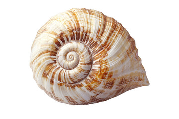 Obraz premium Detailed close up of a spiral seashell with intricate brown and white patterns isolated on transparent background
