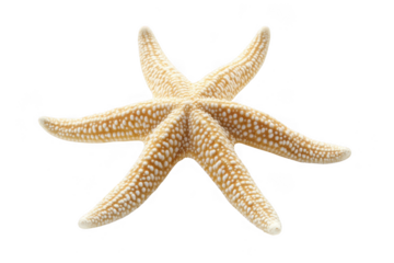 Detailed close up of a textured tan and white starfish with seven arms isolated on transparent background